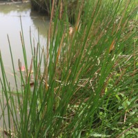 Eleocharis dulcis (Burm.f.) Trin. ex Hensch.